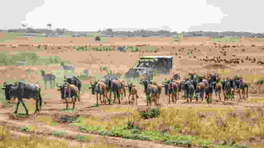 See Herds of Wildebeest
