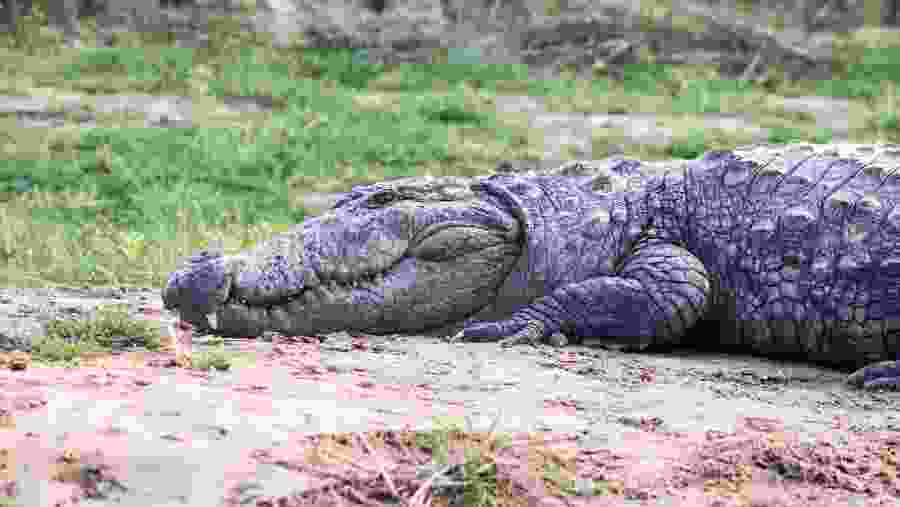 Crocodile at Chitwan National Park
