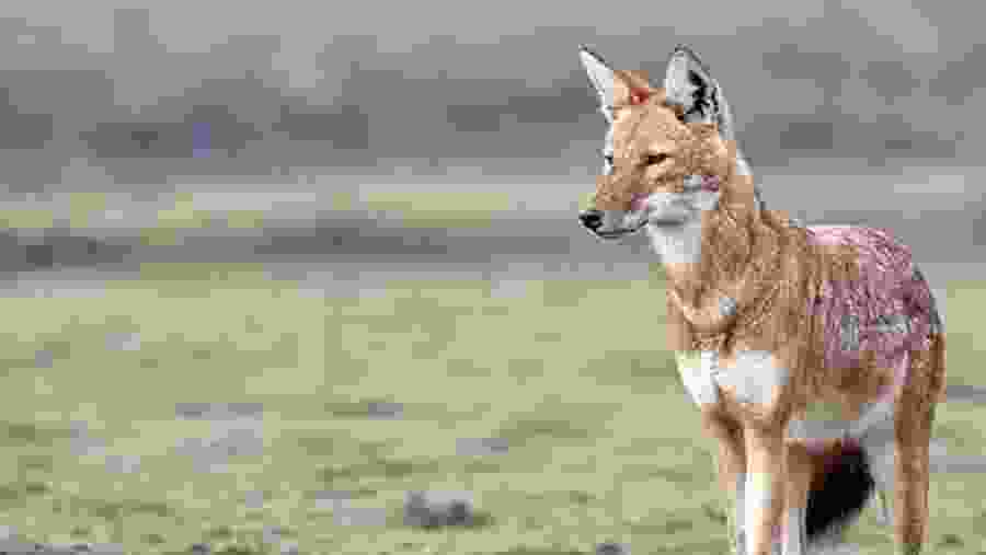 Ethiopian wolf spotted during the trek