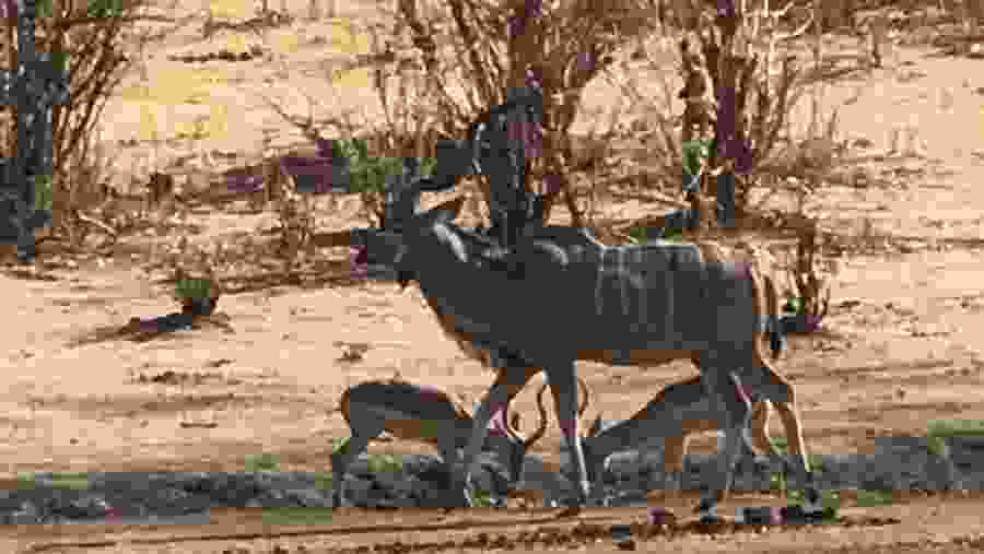 Kudu and Impala 