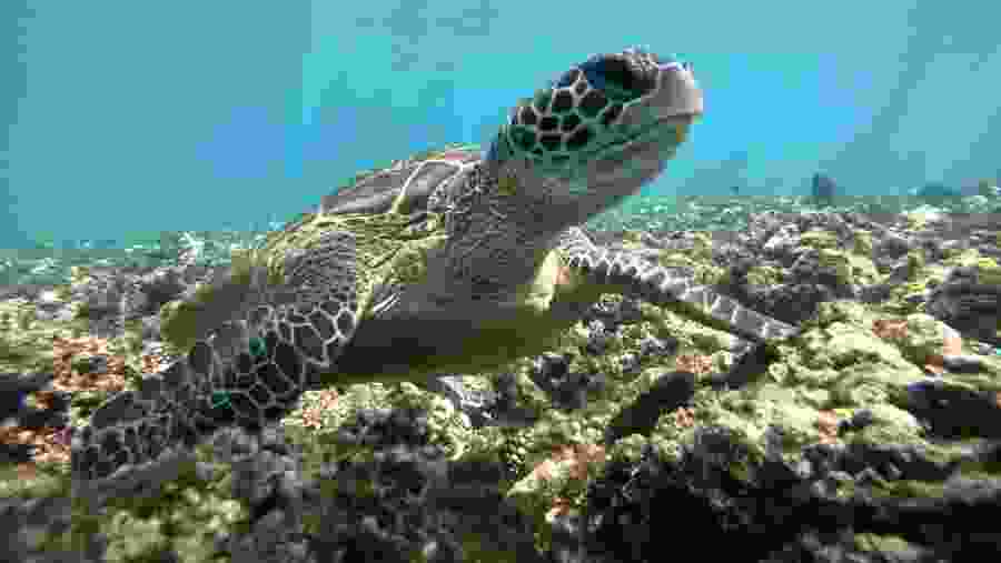 Turtles at the Daymaniyat Islands