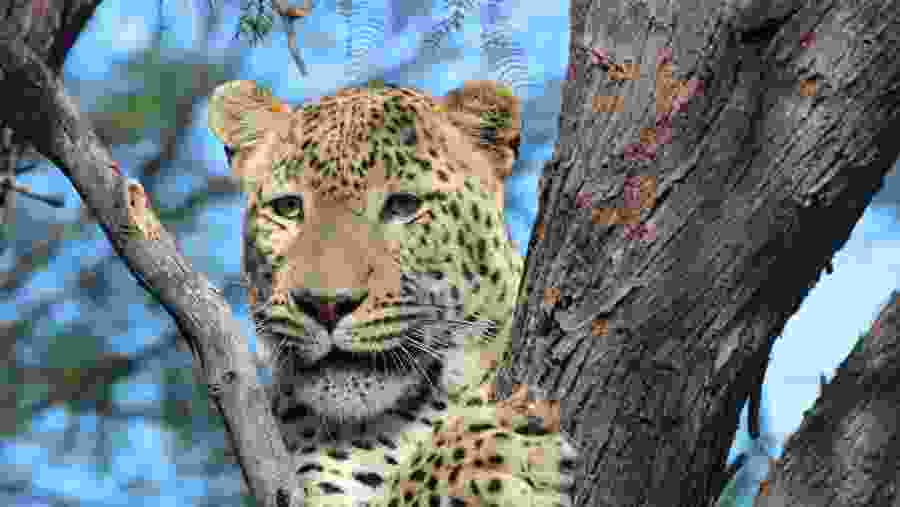 Leopard in Murchison Falls National Park