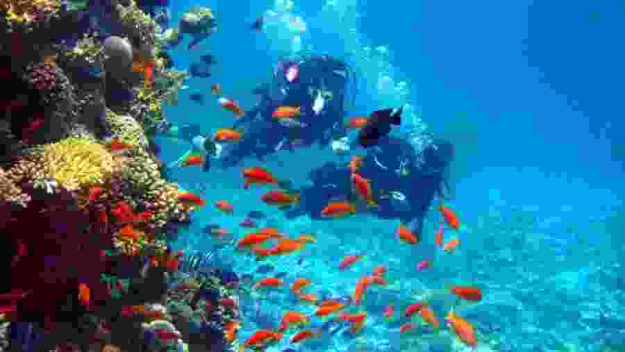 Scuba Diving In Hikkaduwa
