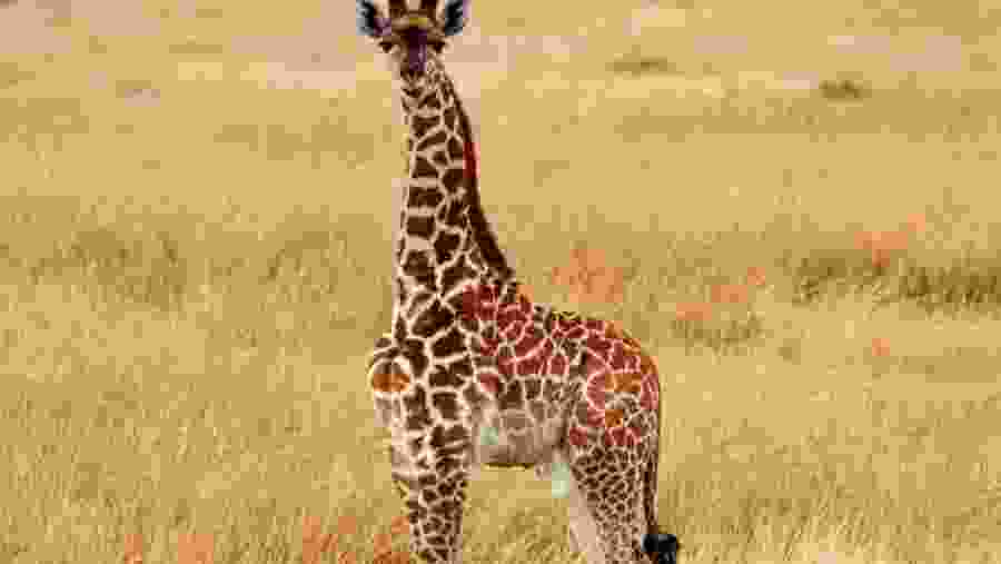 Masai Giraffe