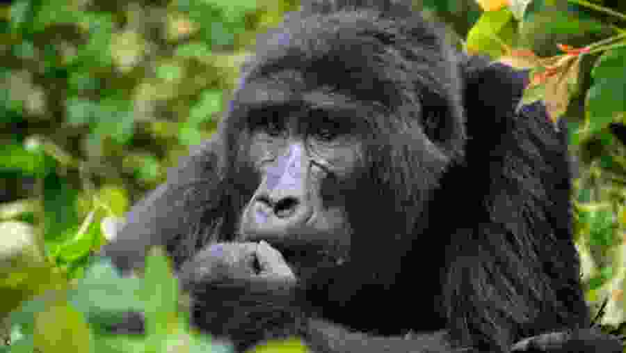 Gorilla Tracking in Bwindi