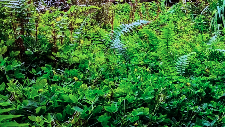 Lush foliage of a Cameroon Highlands