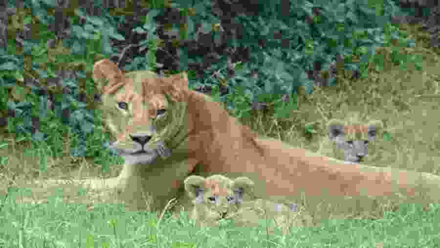Tsavo East National Park