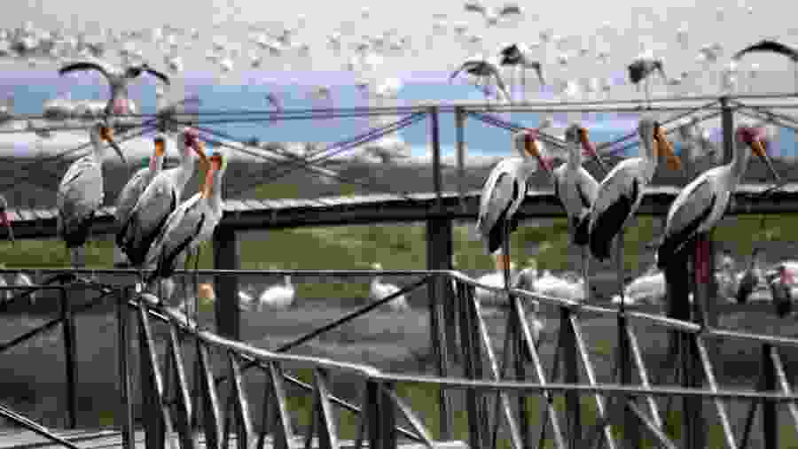 Witness the wildlife