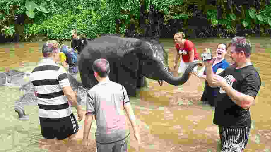 Bathe Baby Elephants at the Kuala Gandah Elephant Sanctuary