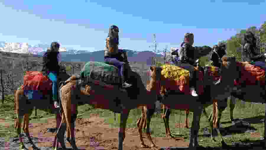 Camel ride in the mountains