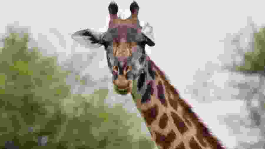 Giraffes at Lake Manyara National Park