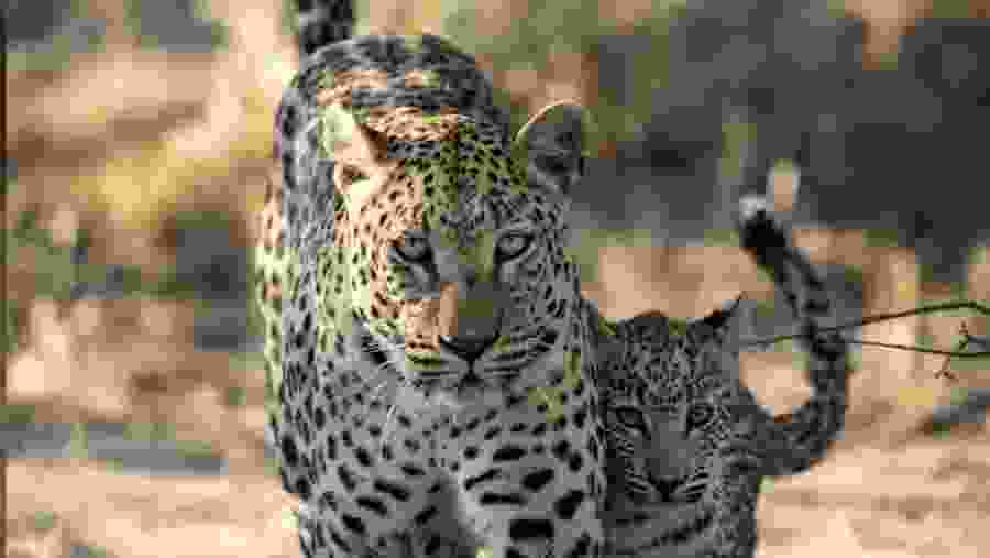 Leopard with a cub