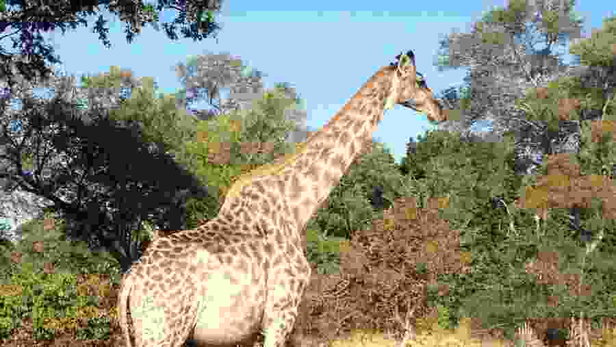Giraffe