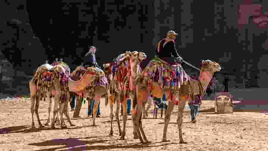 Camel safari in Petra