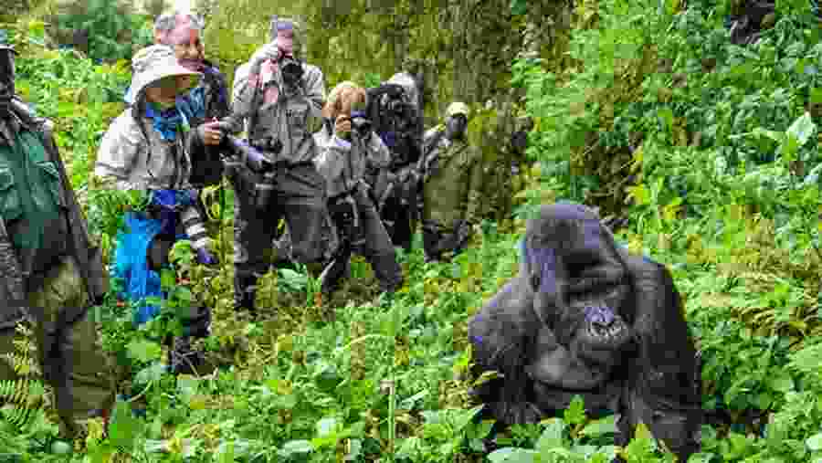 Gorilla Tracking