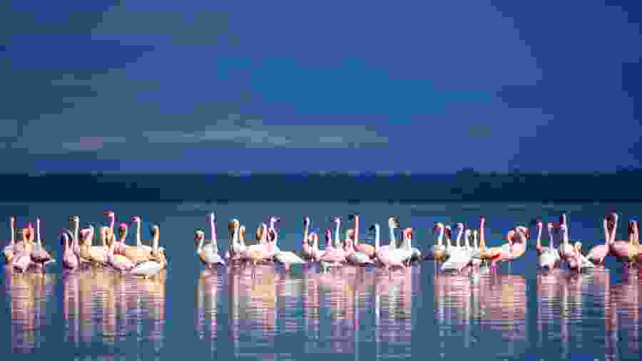 Pink Flamingos at Lake Nakuru
