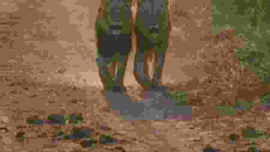 Spo the majestic Lions at Kalahari