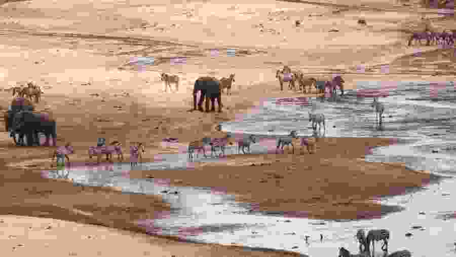 Animals crossing river in Tarangire National Park