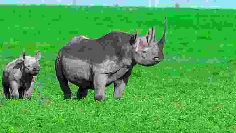 Witness the unique African rhinoceros at Ngorongoro Crater