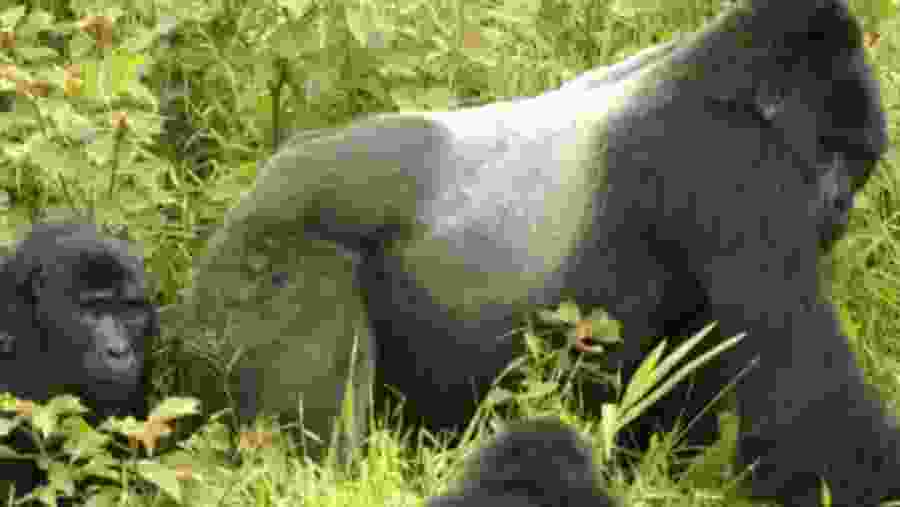 Witness the wildlife