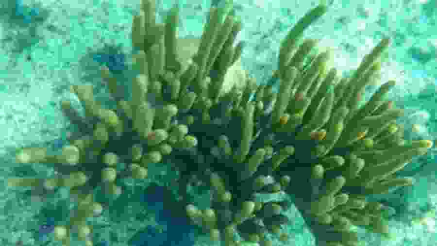 Pillar coral