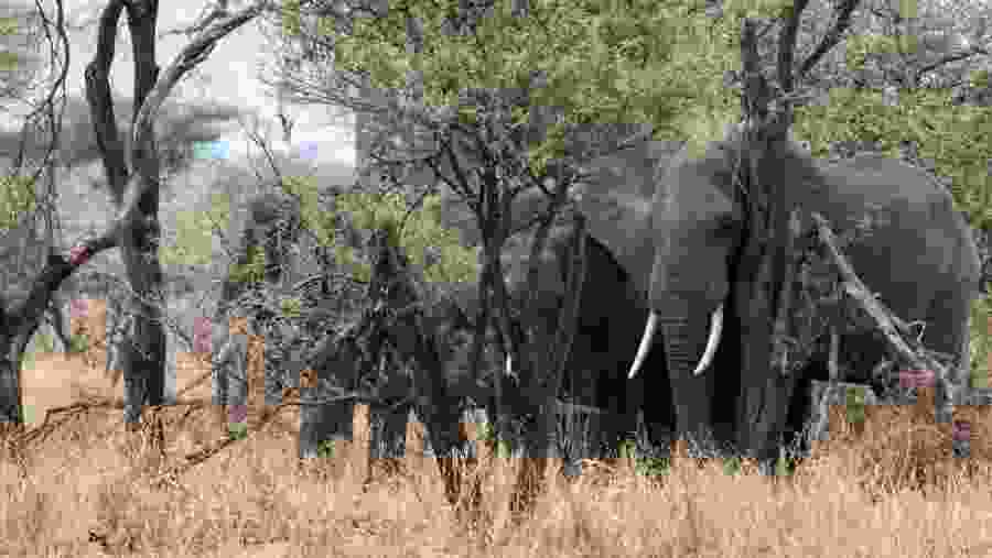 Elephants in the park