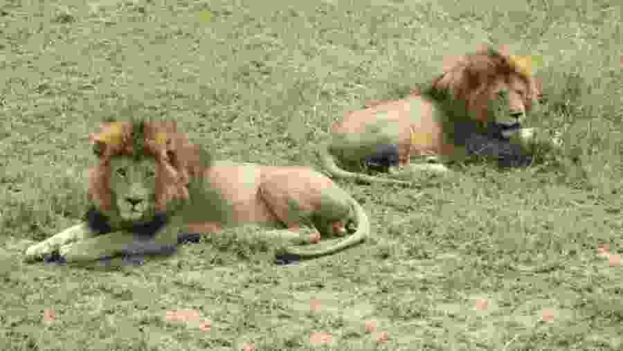 Lion sightings at Tsavo West