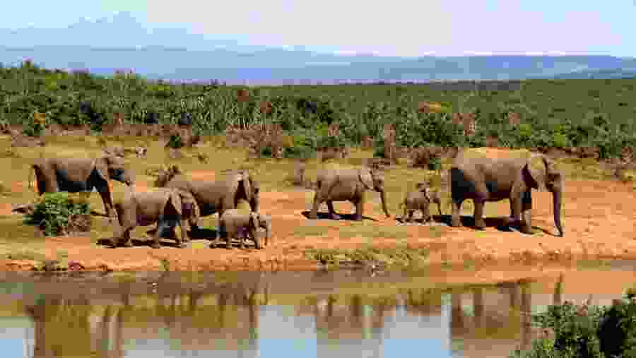 Elephant Herd