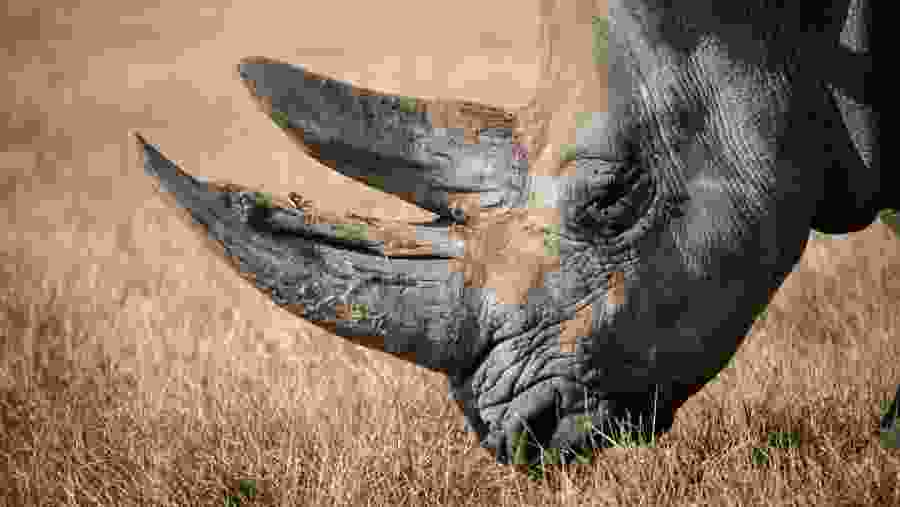Spot Rhinos On Walking Safari In Zambia, Africa