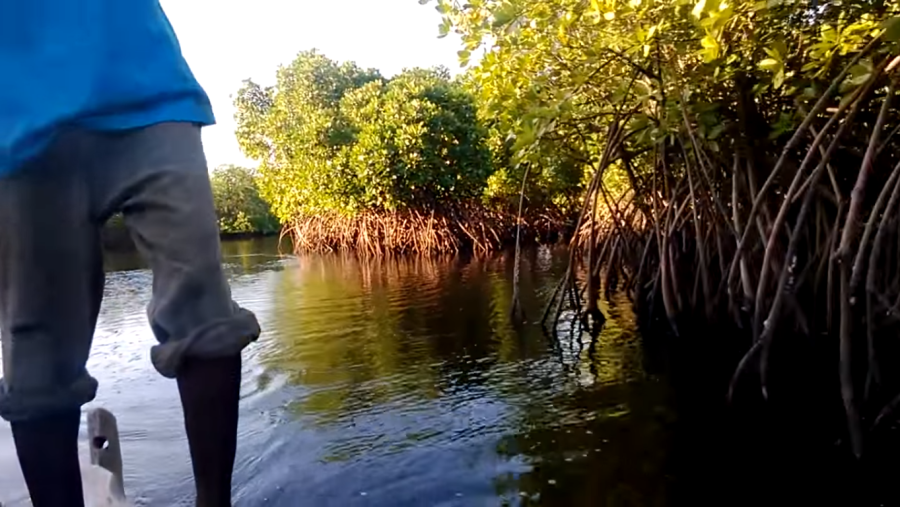 Mangrove tree forest on Uzi Island