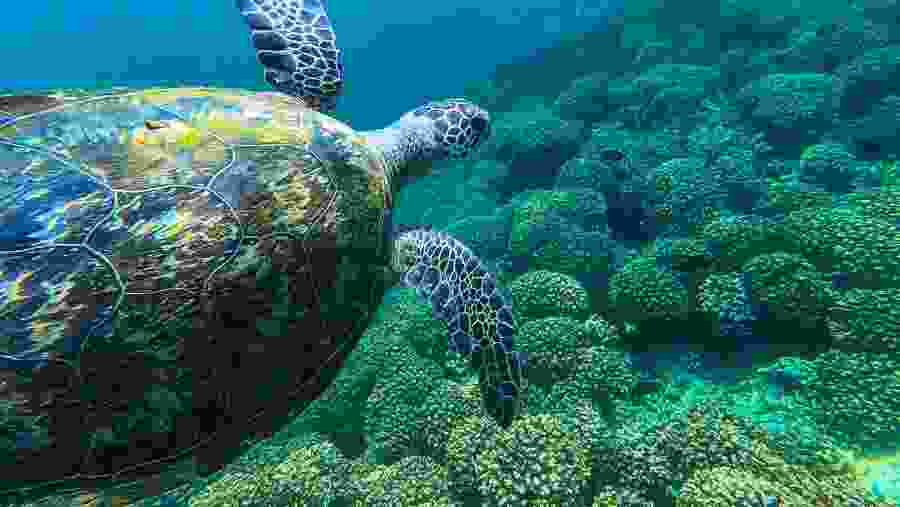 Dimaniyat Island Natural Reserve