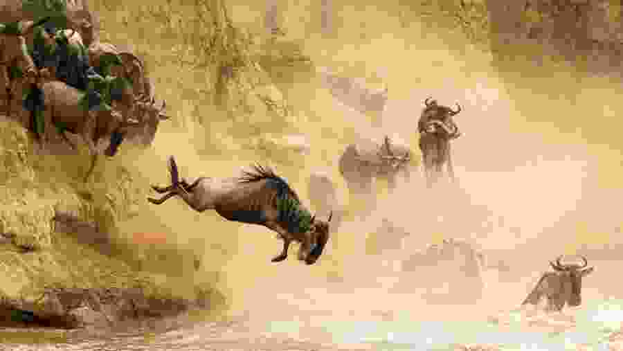 Wildebeests migrating