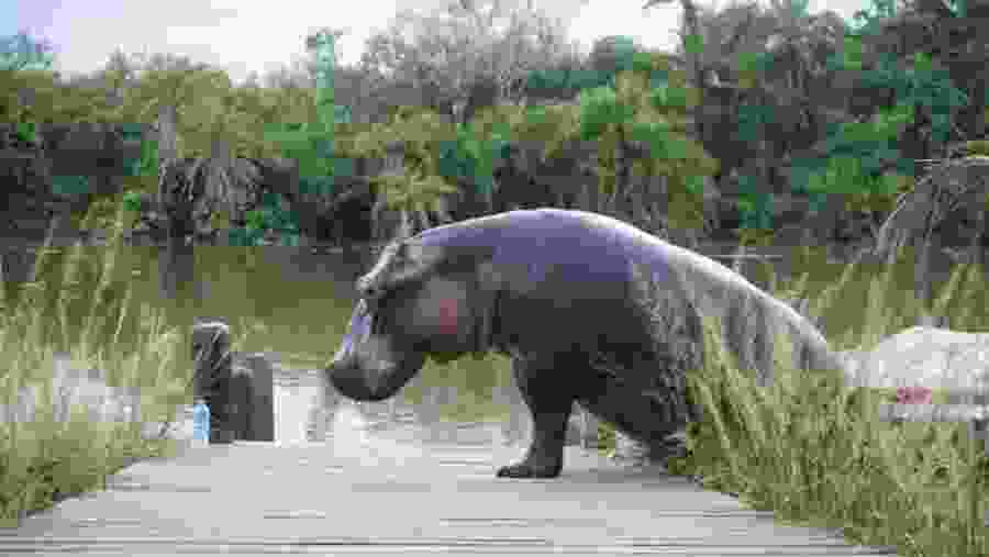 Spot the wild hippo