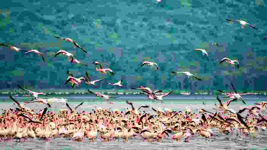 Flamingos at Lake Nakuru