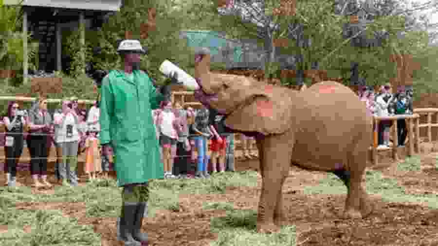 Elephant