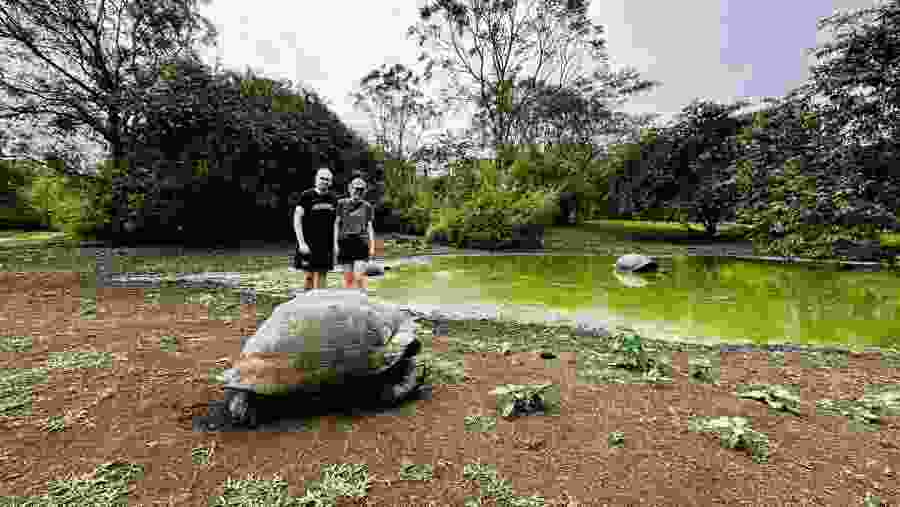 Giant Tortoise