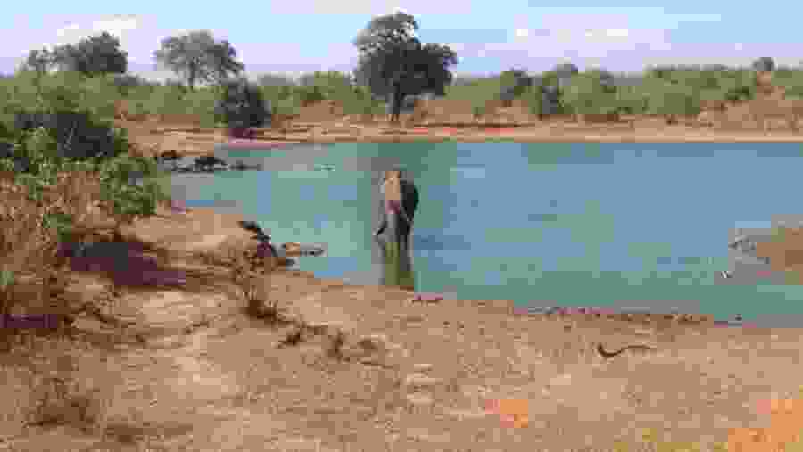 Sighting an Elephant