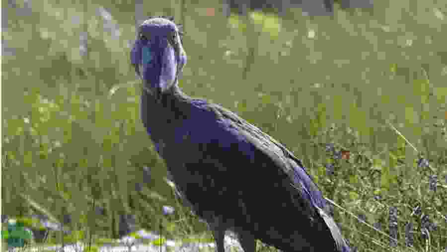 Admire Amboseli's wildlife in Kenya