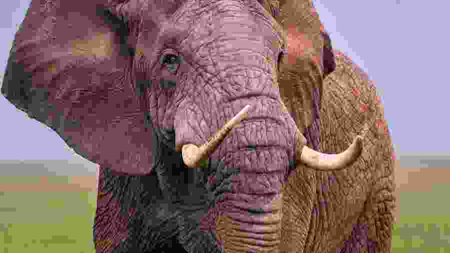 African bush elephant
