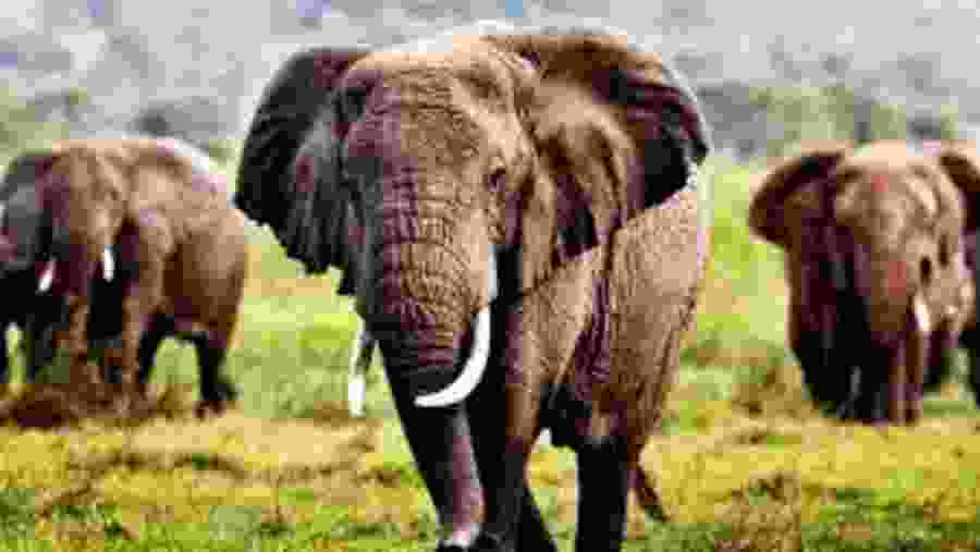African Elephant