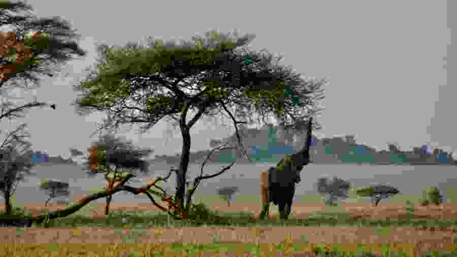 Elephants at Serengeti National Park