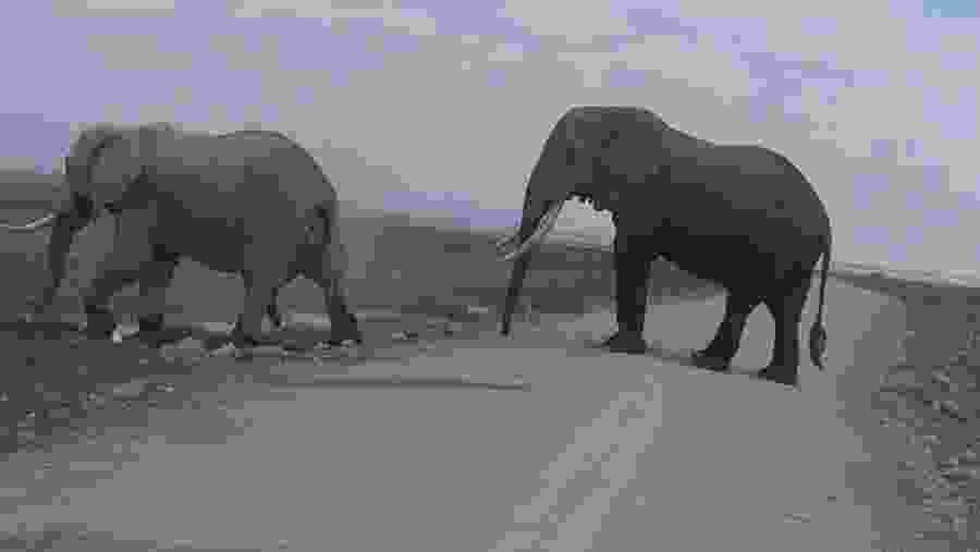Elephants crossing