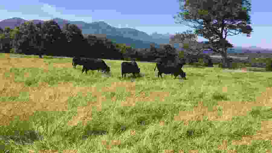 Spot some lovely Kerry Cows in Killarney