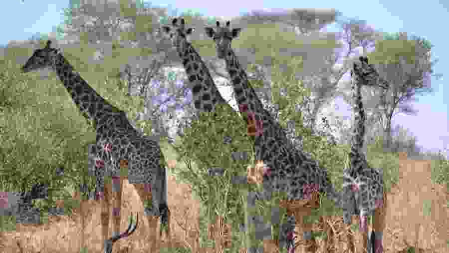 Giraffes in Tarangire National Park