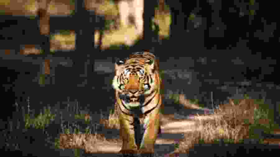 Kanha Tiger Reserve