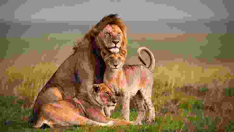 Lion and its family at Masai Mara