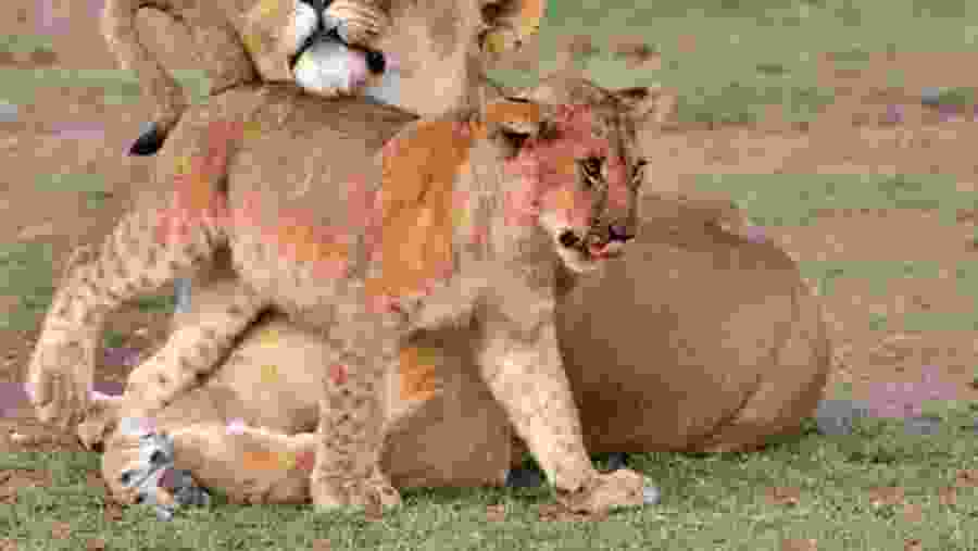 African Lion and cub