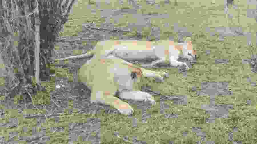 Safari Through the Great Rift Valley