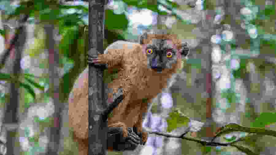Common Brown Lemur