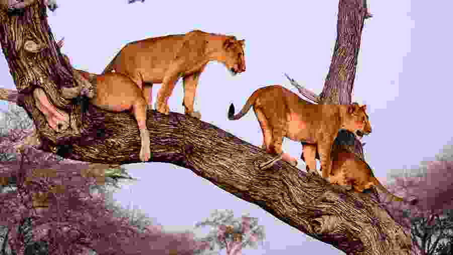 Animals on the tree